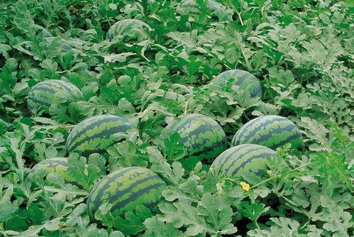 娱乐吃瓜竖屏图片大全,竖屏图片大全，带你一窥明星幕后生活